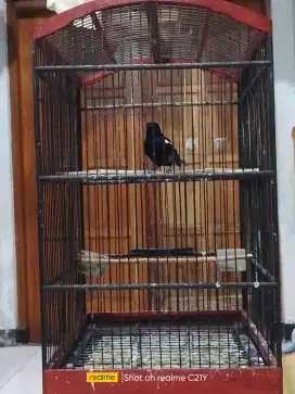 Kacer dada hitam rajin bunyi