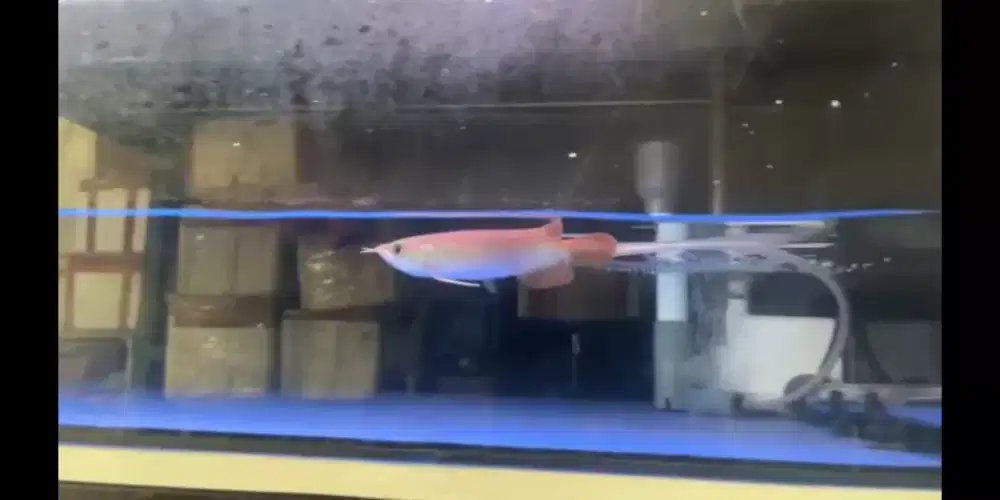 Super red uk 20cm-22cm