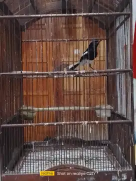 Kacer dada putih rajin bunyi