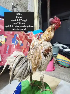 Ayam bangkok Pama