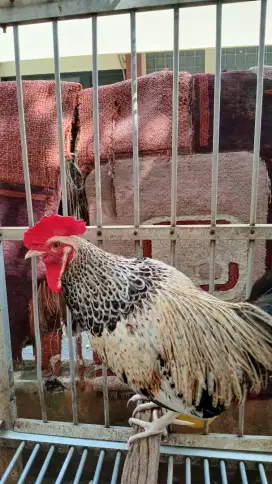 Ayam bekisar Wido Kembang (Silangan ayam hutan hijau y betina kampung)