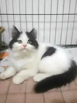 Kucing persia betina