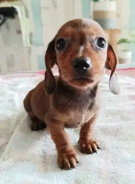 Puppy tekel, dachshund, teckel