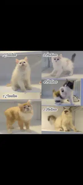 kucing kitten anakan anggora persia ragdoll himalaya munchkin scottish