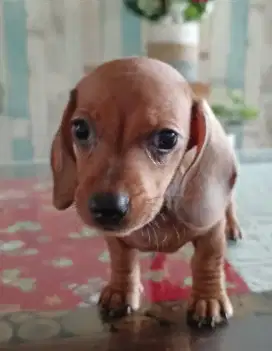 Puppy tekel, puppies teckel, dachshund