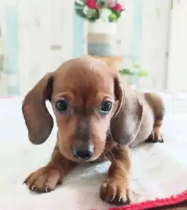 Puppy tekel, puppies teckel, dachshund