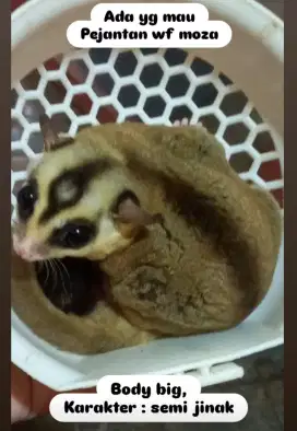 Sugar glider wf moza