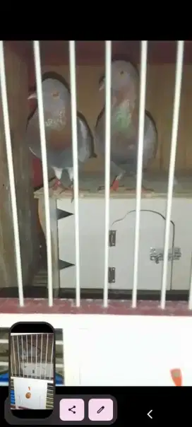Burung mejaan ring 23/bebasan