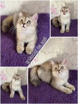 KUCING BRITISHT SHOTHAIR GOLDEN
