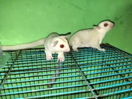 Sugar Glider Creamino Sepasang