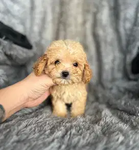 Anjing / puppies tiny poodle (jantan)