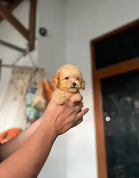 Anjing / puppies tiny poodle (betina)