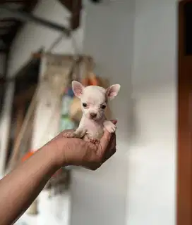 Anjing / puppies chihuahua teacup (betina)