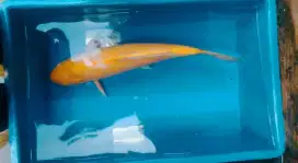 Ikan koi uk 40 cm 3 ekor