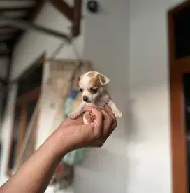 Anjing / puppies chihuahua jantan super kecil
