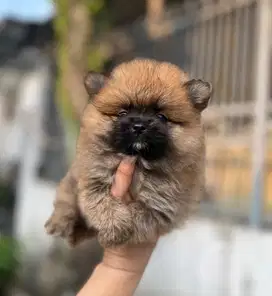 Anjing / puppies minipom jantan gembul