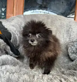 Anjing / puppies supermini pom jantan hitam
