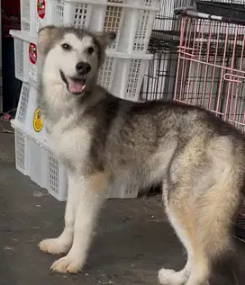 Anjing / puppies remaja betina alaskan malamute