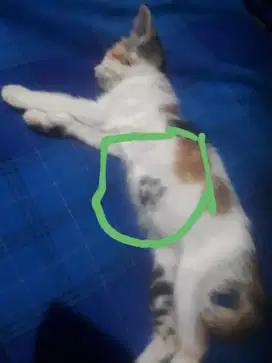 Alih rawat adop Kucing ( Lafadz Alloh )