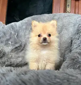 Anjing / puppies minipom betina murmer