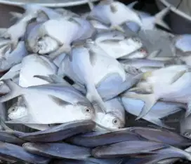 Jual beberapa jenis ikan laut segar beku
