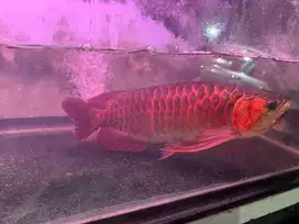 Arwana super red 40cm + aquarium 120cm