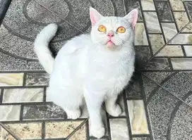 Kucing british shorthair bsh british short hair