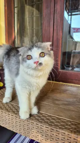 Kucing scottish fold betina black silver