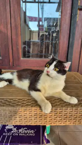 Kucing scottish fold betina hitam putih