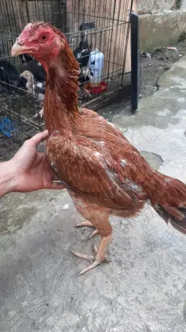 Ayam bangkok clasik