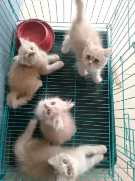 kitten persia medium/flatnose a2-a3