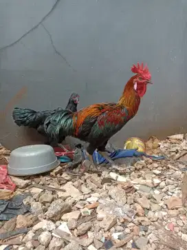 Ayam pelung sepasang gede