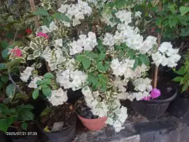 Bunga Bugenvil Bougenville Varigata Putih, Subur, Rimbun Tanaman Hias