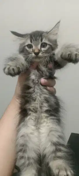 Open Adopt Kucing baru 2 blnan
