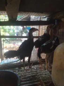 Ayam Bangkok jantan