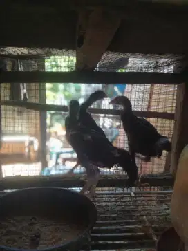 Ayam Bangkok petarung