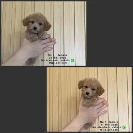 Poodle betina sudah vaksin