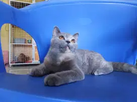Kucing BSH British short hair