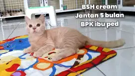 Kucing BSH British short hair cream
