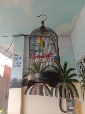 Lovebird betina dewasa berisik