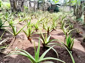 Bibit Lidah Buaya