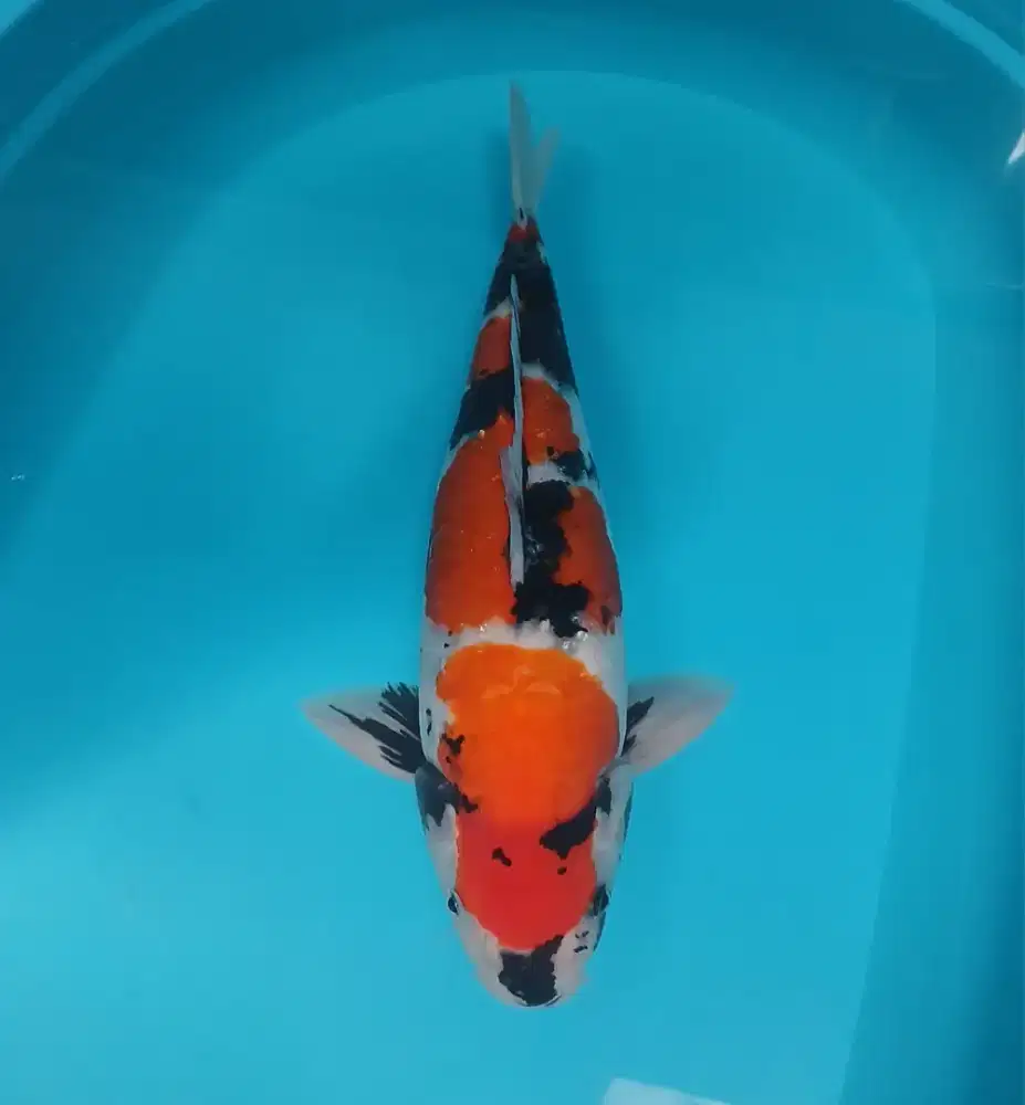 Koi showa 44cm calon bagus body mantp