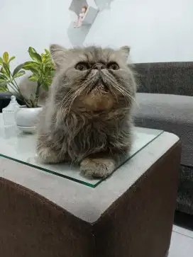 Peaknose Persia Grey Pacak
