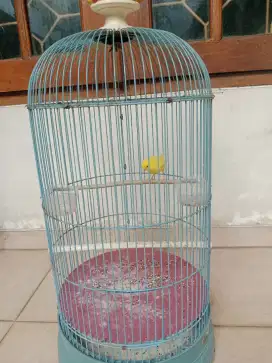 Kenari lemon jantan gacor