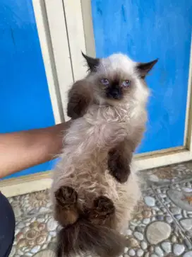 Kucing ras mix ragdoll