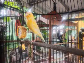 Kenari rajin gacor bonus