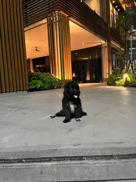 Anjing poddle mix Shih Tzu