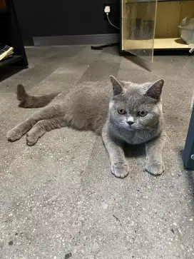 Kucing british shorthair