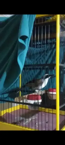 Burung Poksay jantan