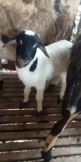 Tersedia anakan Domba dan kambing Jawa Umur mulai 2 Bulan
